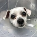 척척 동물의료센터 이미지