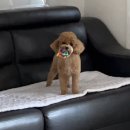 라온메디칼 이미지