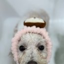 편안한댕 이미지