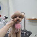 오늘도이쁘개 이미지