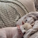 몽몽이털 이미지