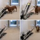 사랑애견 이미지