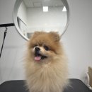 댕봄 유치원 애견스쿨 | 시흥애견미용 호텔 가능한 능곡동 댕봄 댕실몽실