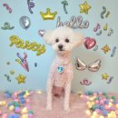 츄츄펫 CHUCHU PET | 대구 달서구, 대구 죽전 애견 미용 | 홍시 단골샵 믿고 맡기는 츄츄펫