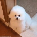 고기좋은친구들 이미지