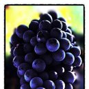 그레이프Grape 이미지