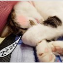 도하동물병원 이미지