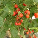 송인농장 이미지