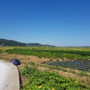 전남)영광군 군남면 대지 매매(바다인근,농사및 건축가능지역) 237평 이미지