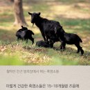 [정본관] 의명오기 국내산 부모님건강식품 흑염소진액 후기