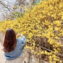 (주)통일의료기 | 베이비송:::만개한 개나리, 봄이 왔어요! 점점 얇아지는 옷, 리턴24는 선택 아닌 필수 / 하트 펜던트...