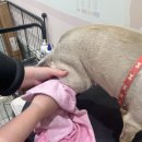 마이뷰티독 이마트 월계점 이미지