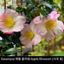 사과꽃을 닮은 사산콰 Sasanqua 명:애플 블러썸-Apple Blossom (사과 꽃) 이미지