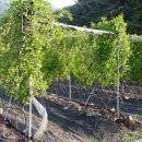 용궁농장 이미지