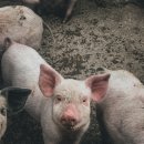 재기농장 이미지