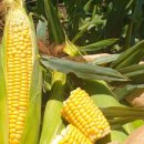 효림농장 이미지