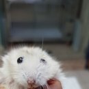 삼송탑 이미지