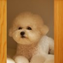 코모네 펫하우스 이미지