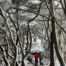 세종시 금병산 이미지