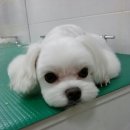 Hello 똘복 네이버블로그