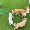 놀러오개 애견유치원 애견호텔 운정신도시점 이미지