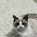 누리펫