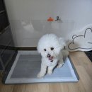 명품애견 | 강아지배변패드 정착템 찾았다! [패드스타] 명품 애견 배변패드 후기✨