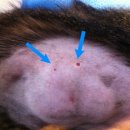 애경 동물병원 이미지