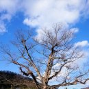 천면(부지1리) 이미지