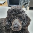 (주)세한유통 | 강아지 관절사료 반습식 그레인프리 사료 후기