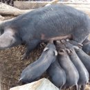 성돈농장 이미지