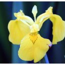 경안천습지생태공원 이미지