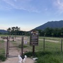 황산애견 네이버블로그