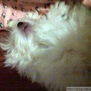 진보퍼피 이미지