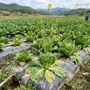 부농원 농약사 | (농사대박)무·배추 추대, 약 탓도 씨앗 탓도 아닙니다— 과학이 말하는 진짜 원인과 분쟁의 진실