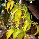 Ylang-Ylang 일랑일랑 Cananga odorata 171231sun Chiang Mai 이미지