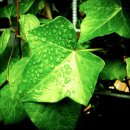 무주무손국수 이미지