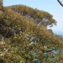 나무숲소 이미지