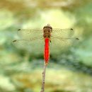 고추잠자리 이미지