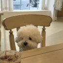 웰컴댕댕 | 김해 장유 애견미용 웰컴댕댕 내돈내산 후기(비숑 미용 전후 비교!)