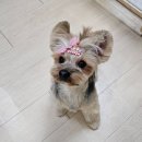 왕십리조은동물병원 이미지