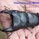 왕사슴벌레 (Dorcus hopei binodulosus) 사육일기.. 이미지