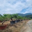 대목농장 이미지