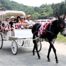 함안 승마장 이미지