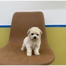 도그의 하루 이미지