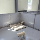 제천동물보호센터 | [유기견보호소] 화성시민 동물보호센터 산책봉사 후기🦮🐕‍🦺