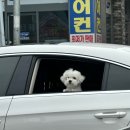 보보쥐 서울&amp;수원 행궁동 나들이