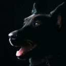 강아지PC 이미지