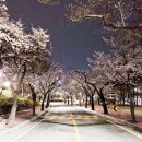 제주 신례리 왕벚나무 자생지 | 봄이 가고서야 내 것인 줄 알았기에: 만개하던 벚꽃을 추억하며