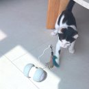 스마트캣 | 고양이 로봇 장난감 냥이꺼 스마트 캣 토이 2 사용 후기 (feat. 로봇집사 최고)